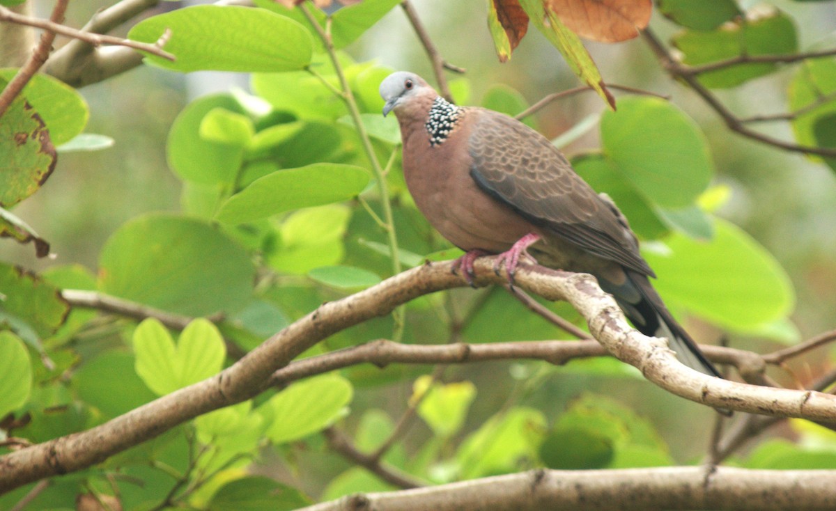 Spotted Dove - ML646641949