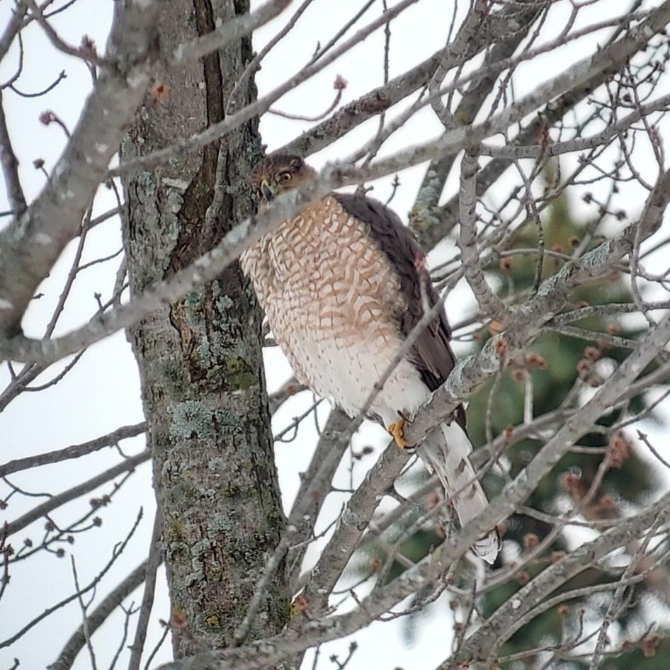 Cooper's Hawk - ML646641951