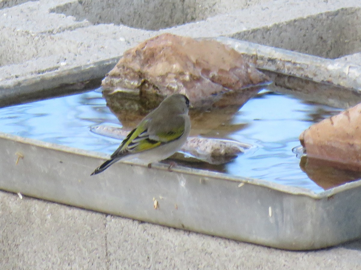 Lawrence's Goldfinch - ML646641952