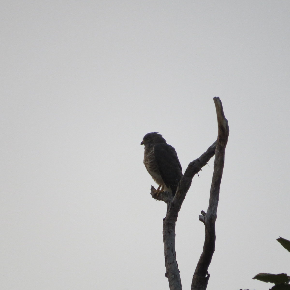 Roadside Hawk - ML646641954