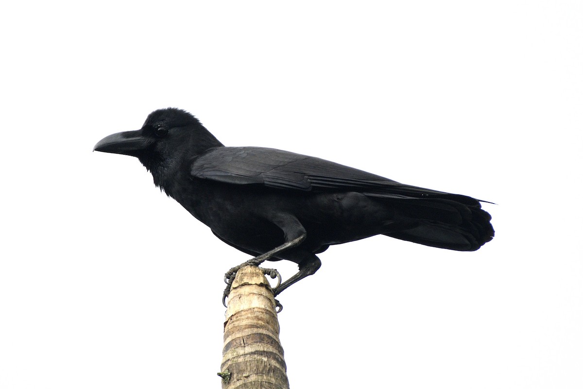 Dschungelkrähe - ML646641962