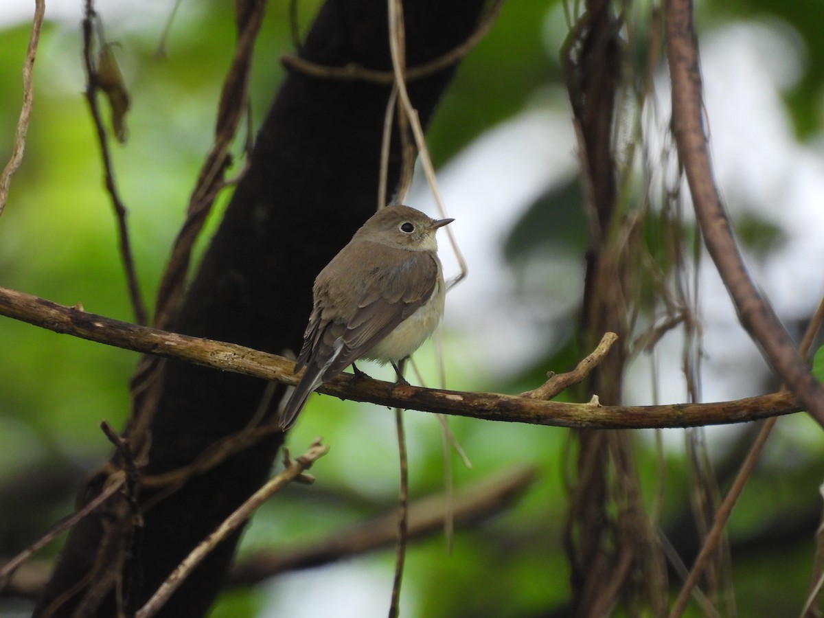 Gobemouche nain - ML646641968