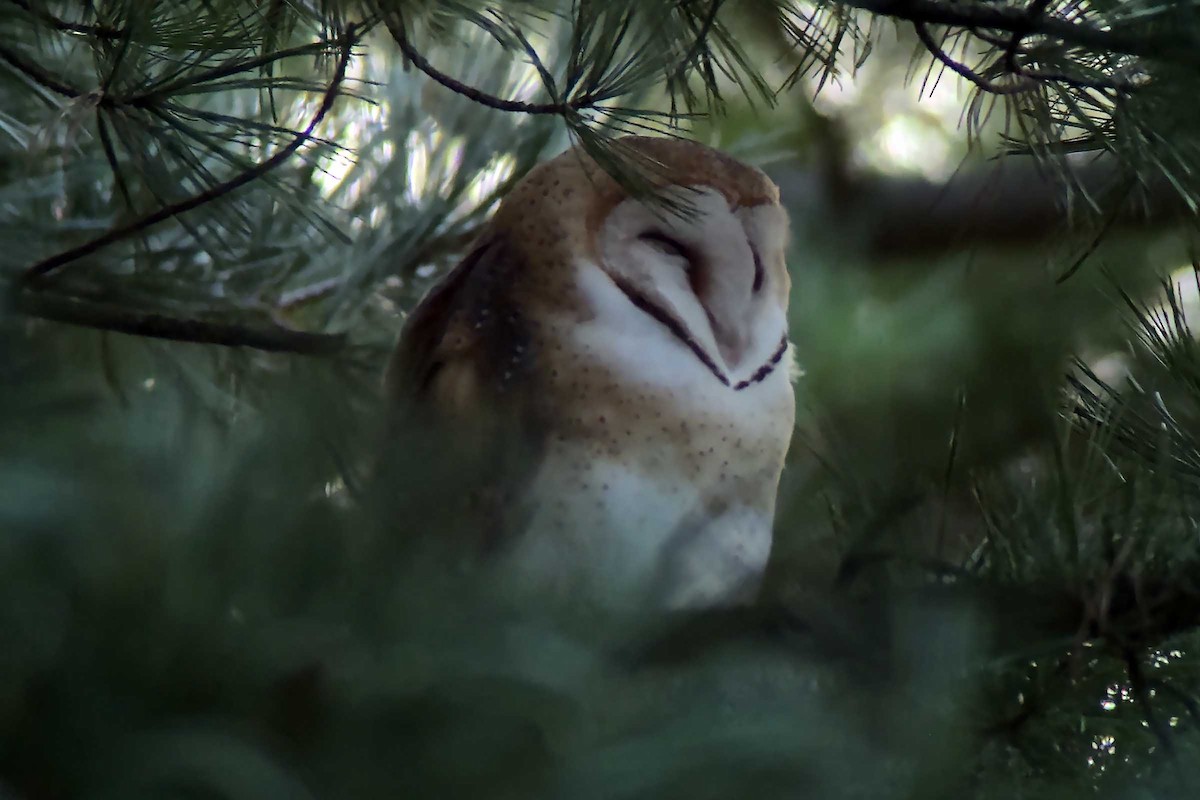 American Barn Owl - ML646641970