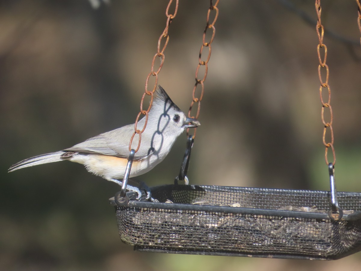 sýkora černochocholatá - ML646641971