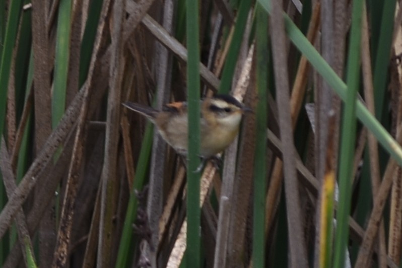 Wren-like Rushbird - ML646641977