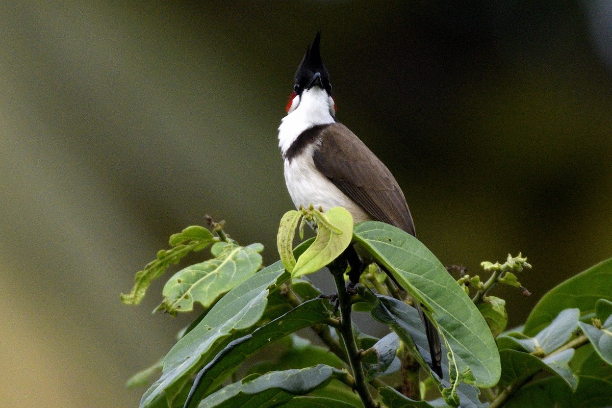 Rotohrbülbül - ML646641978