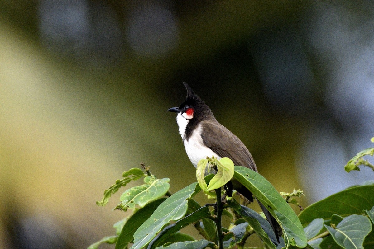 Rotohrbülbül - ML646641979