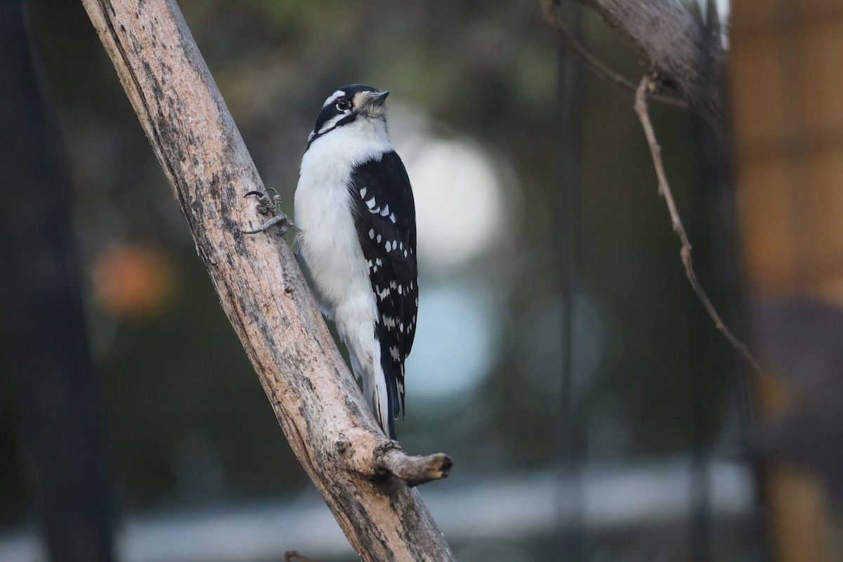 Downy Woodpecker - ML646641981