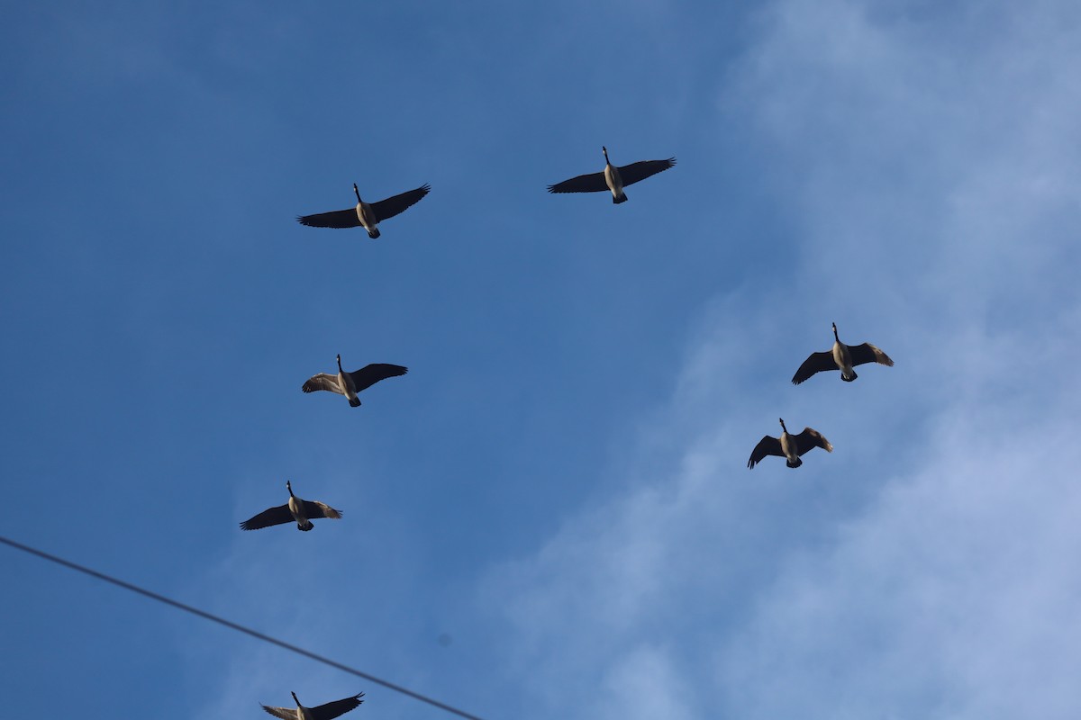 Canada Goose - ML646641984