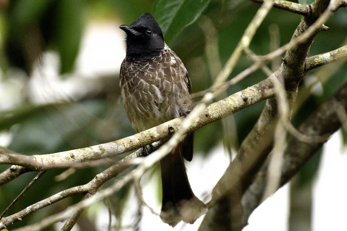 シリアカヒヨドリ - ML646641987