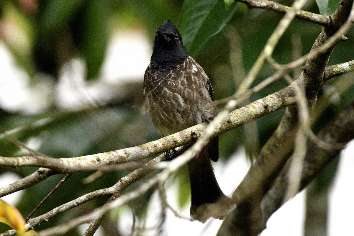 シリアカヒヨドリ - ML646641988