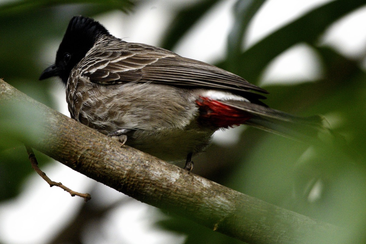 シリアカヒヨドリ - ML646641989