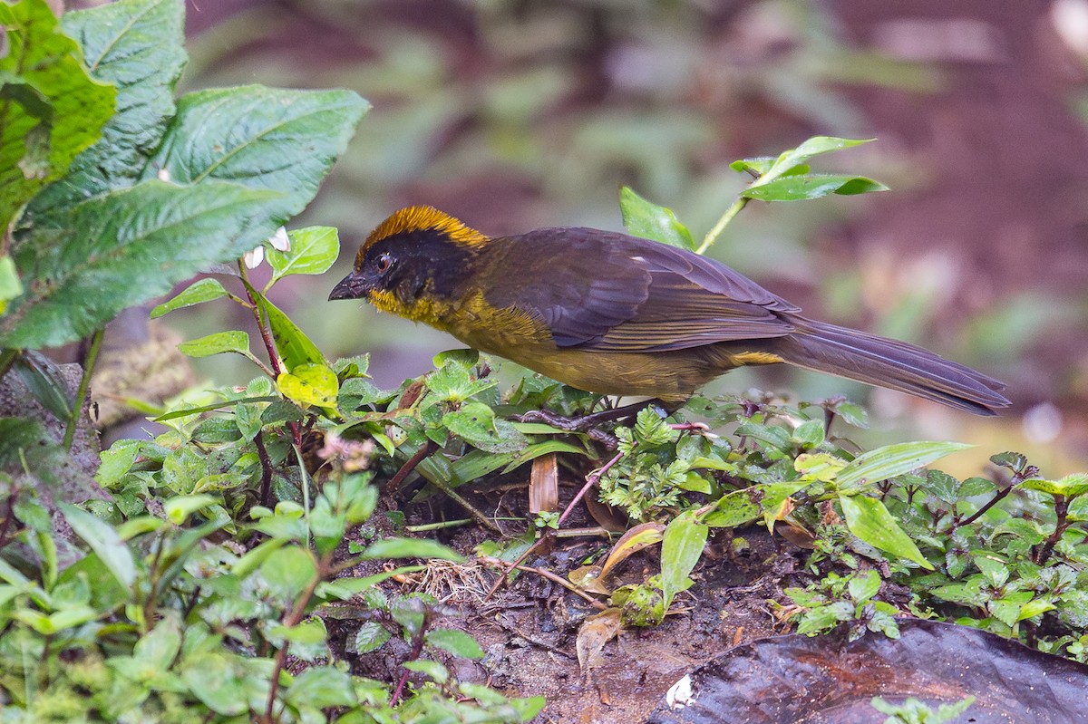 Yellow-breasted Brushfinch - ML646641990
