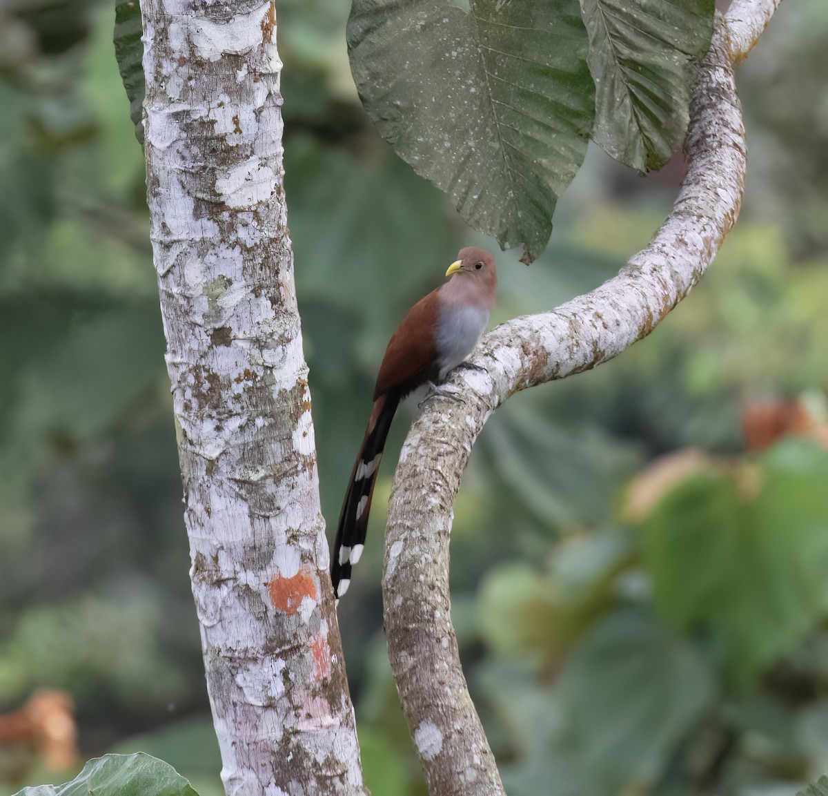 Common Squirrel-Cuckoo - ML646641991