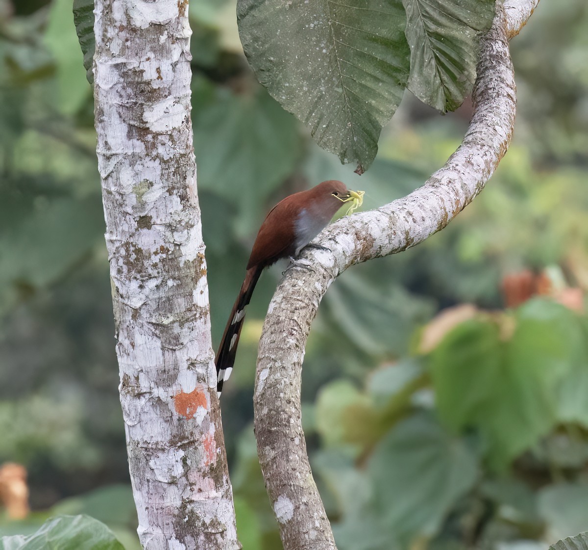 Common Squirrel-Cuckoo - ML646641992