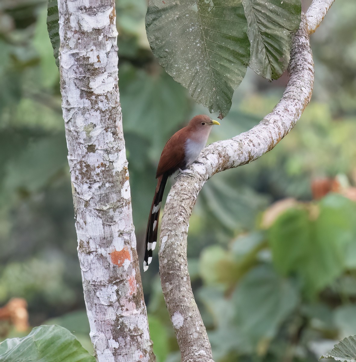 Common Squirrel-Cuckoo - ML646641993