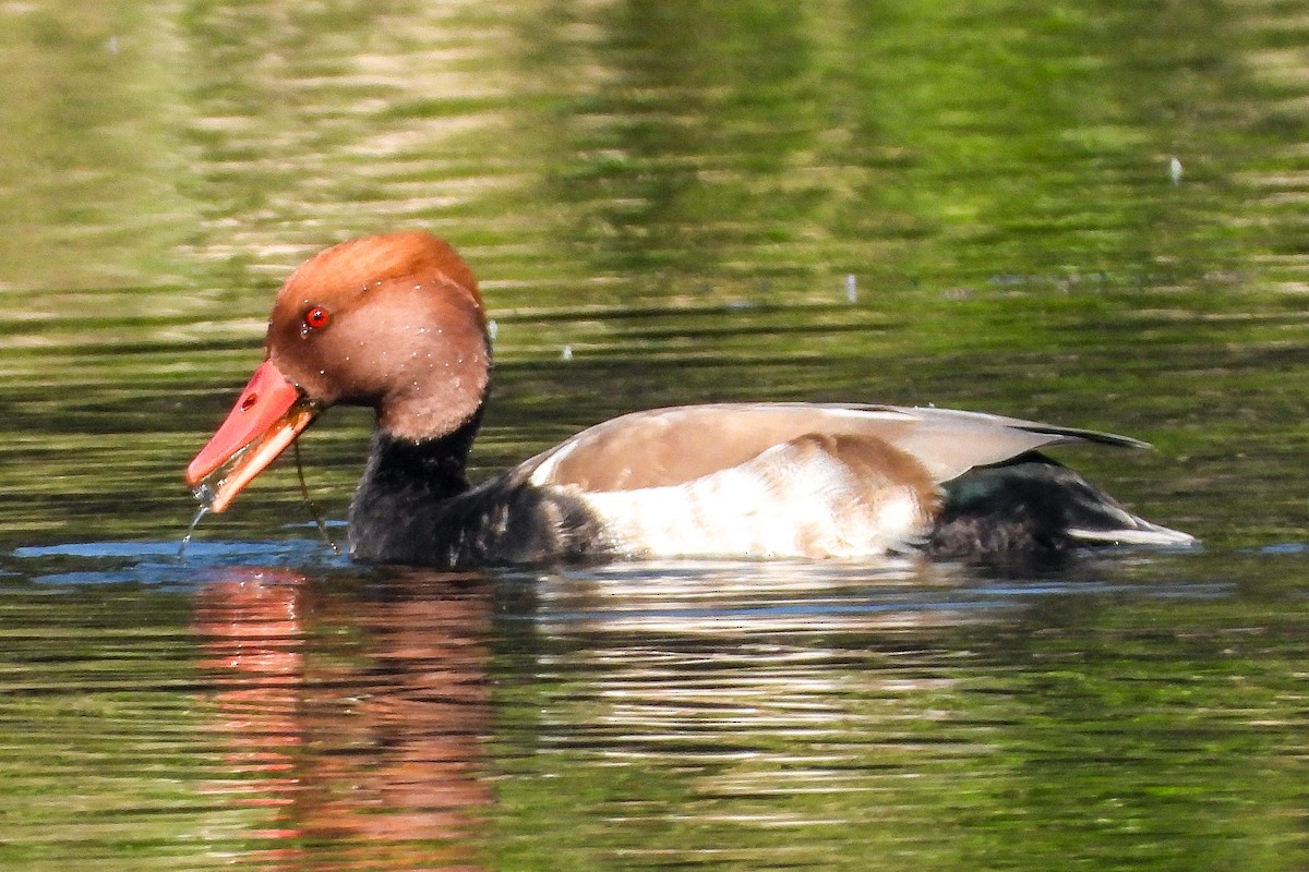 アカハシハジロ - ML646641994