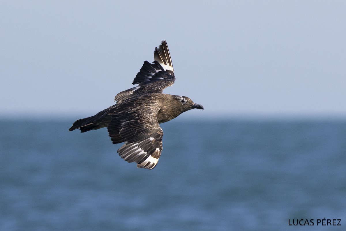 キタオオトウゾクカモメ - ML646641996