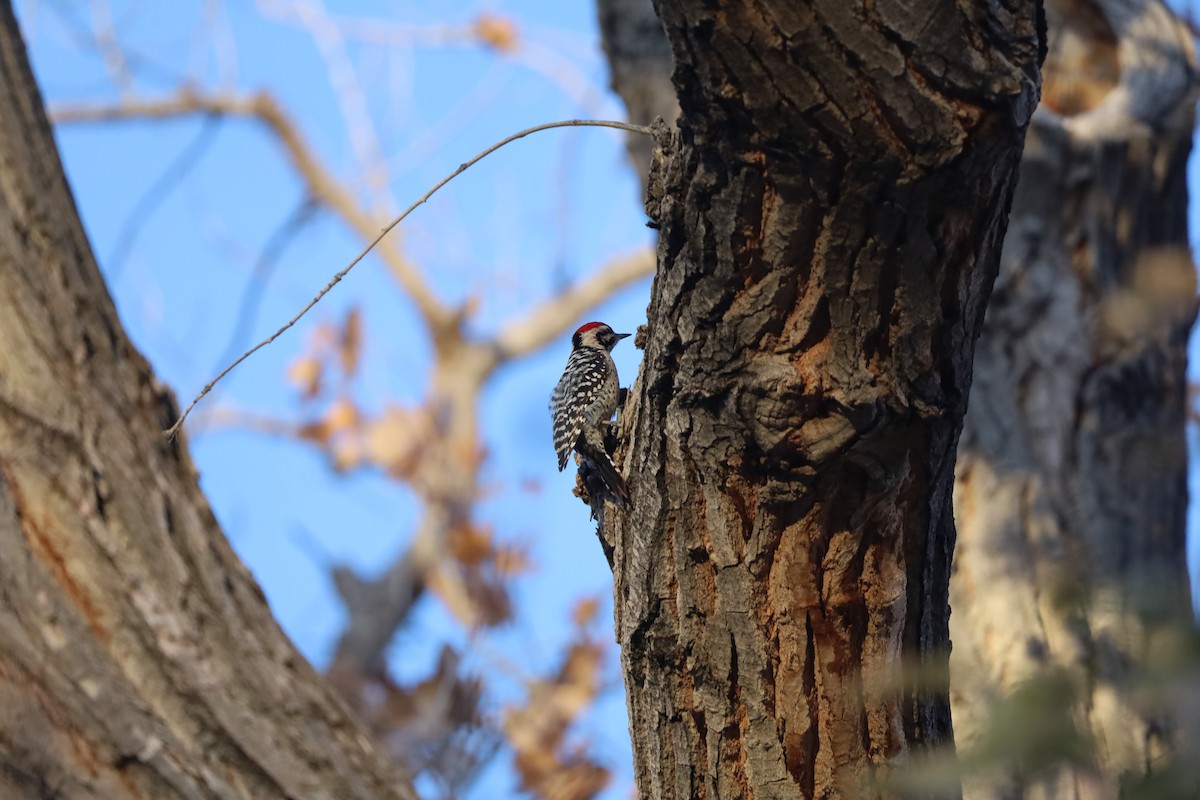 シマアカゲラ - ML646641997