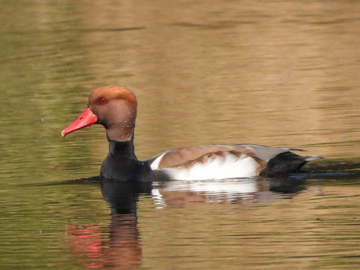 アカハシハジロ - ML646641998