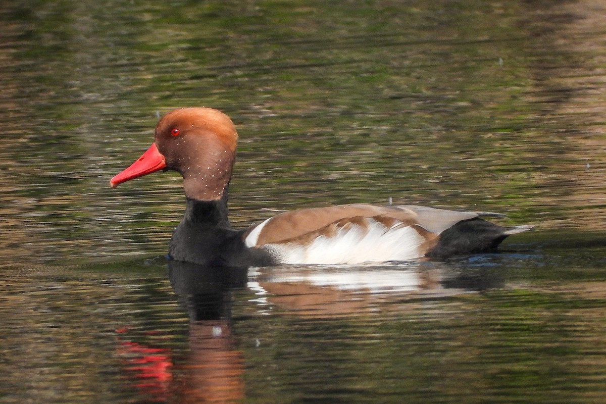 アカハシハジロ - ML646642001