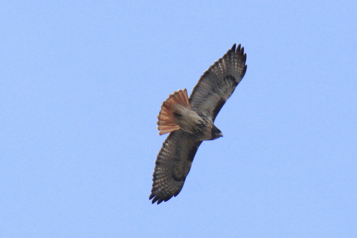 Red-tailed Hawk (abieticola) - ML646642007