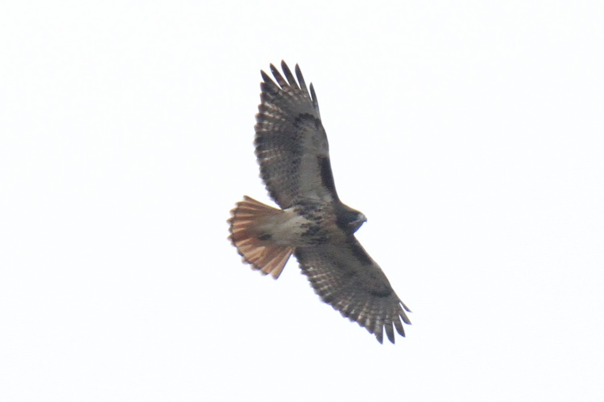 Red-tailed Hawk (abieticola) - ML646642008