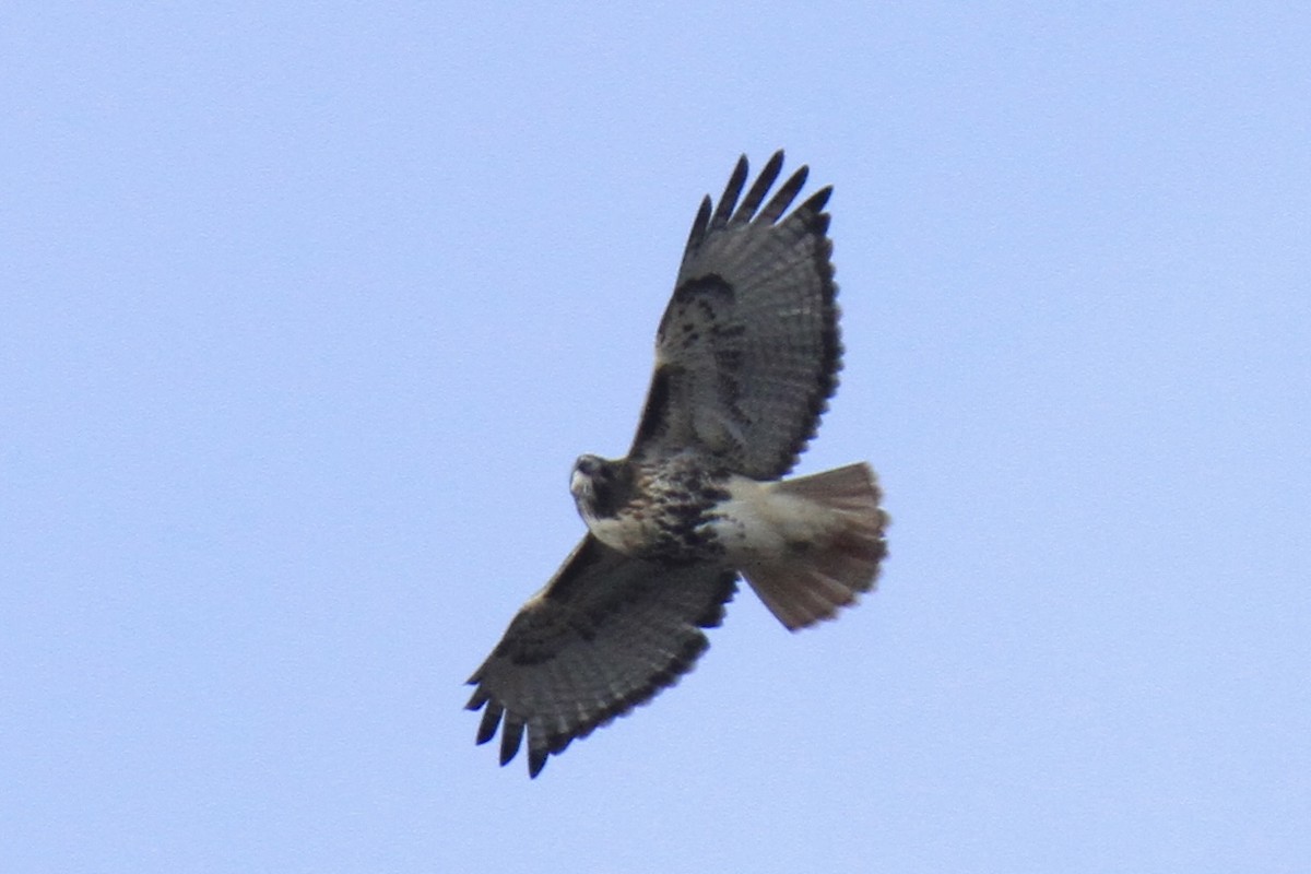 Red-tailed Hawk (abieticola) - ML646642009