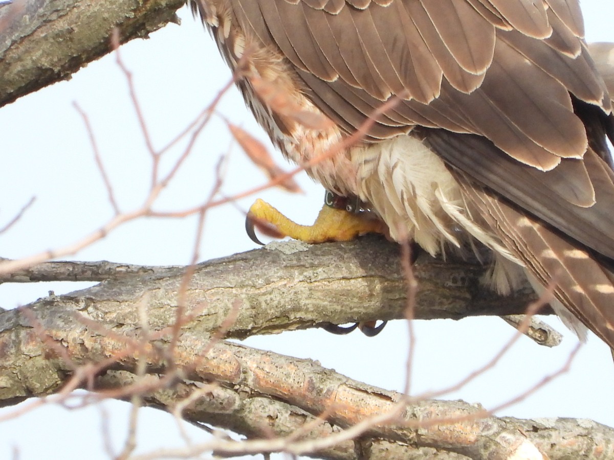 ハヤブサ（亜種 アメリカハヤブサ） - ML646642010