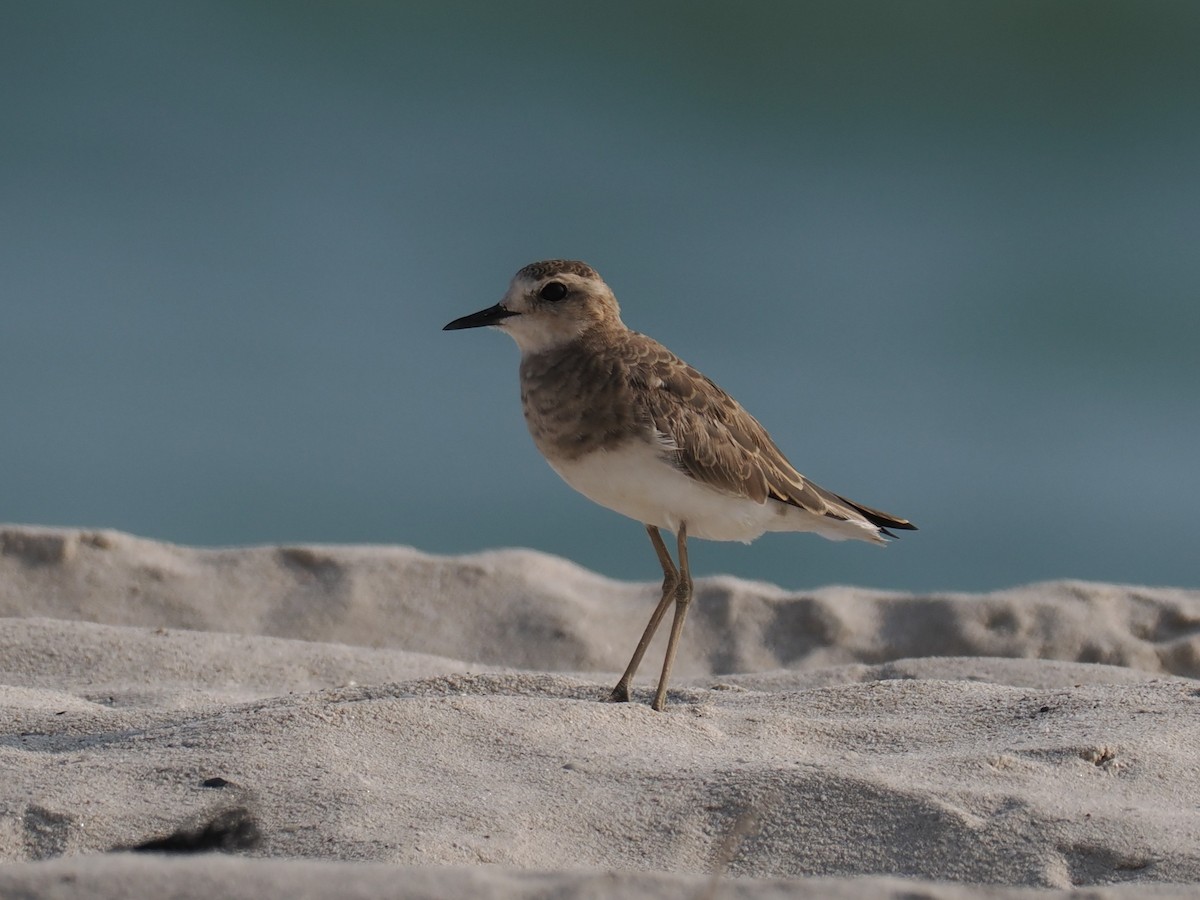 ニシオオチドリ - ML646642012