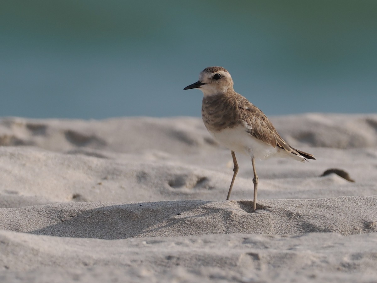 ニシオオチドリ - ML646642014