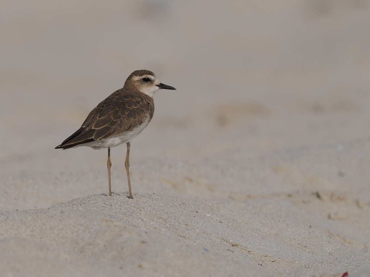 ニシオオチドリ - ML646642015