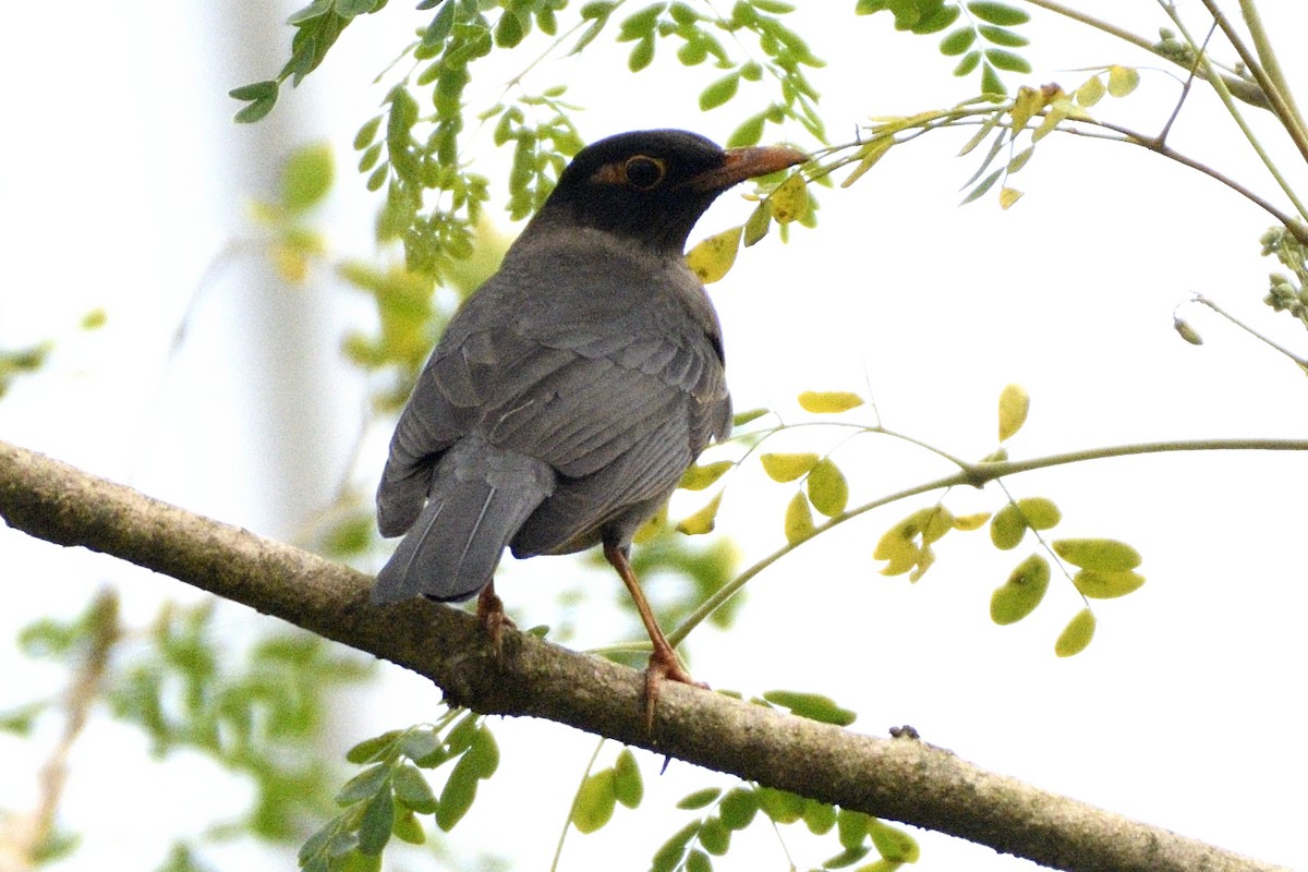 インドクロウタドリ - ML646642016