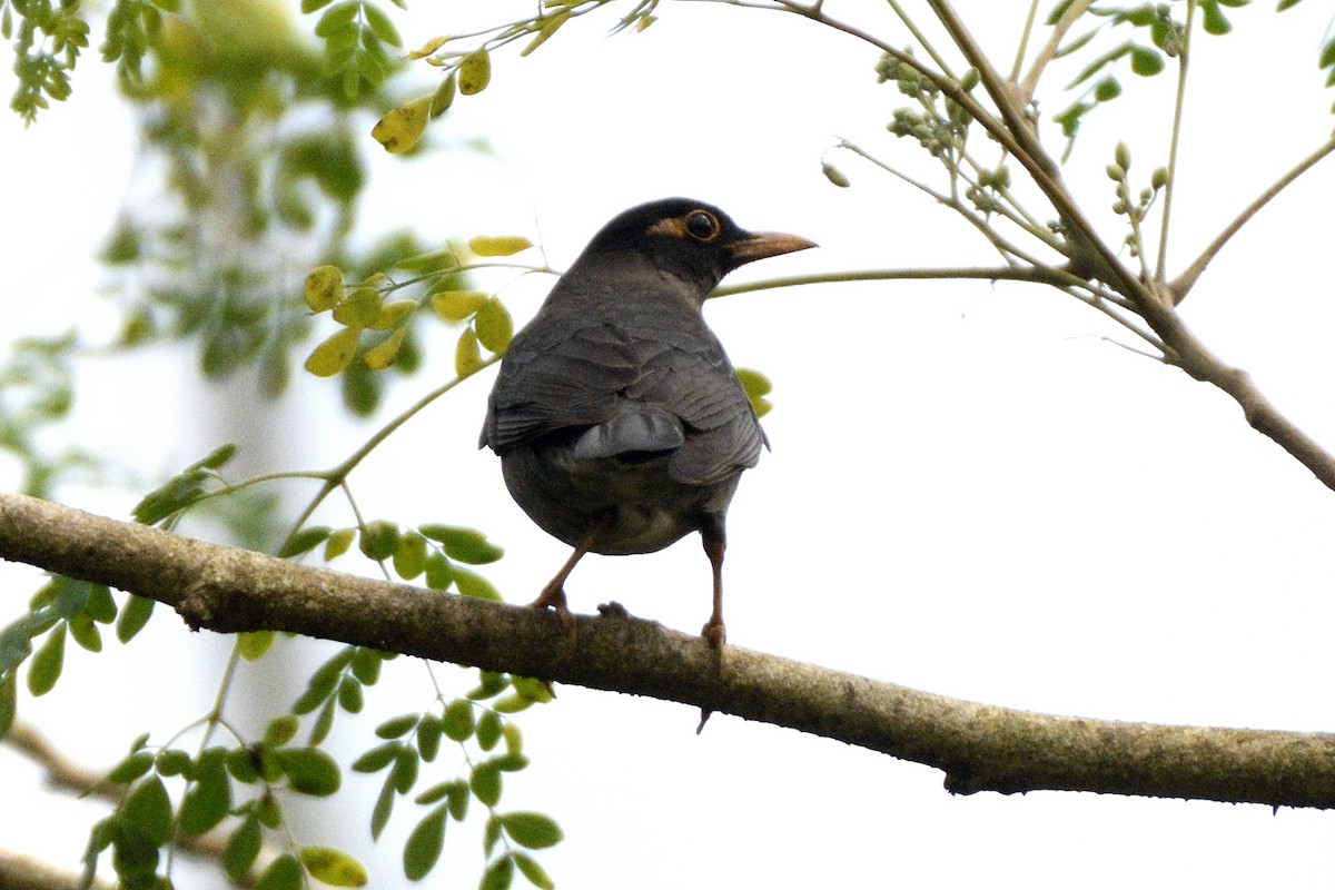 インドクロウタドリ - ML646642018