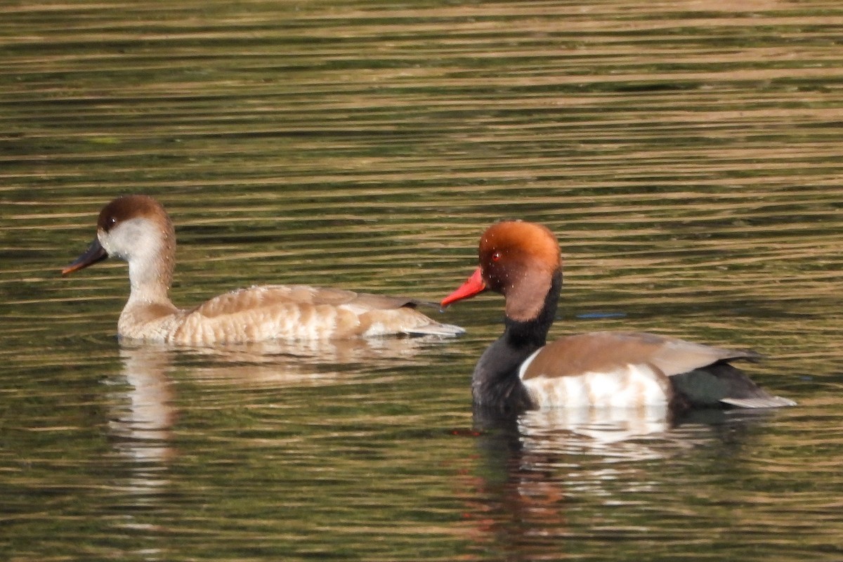 アカハシハジロ - ML646642023