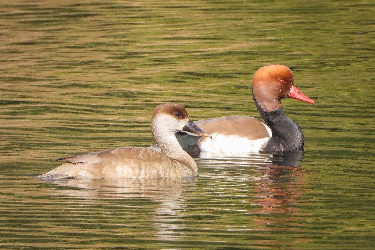 アカハシハジロ - ML646642025