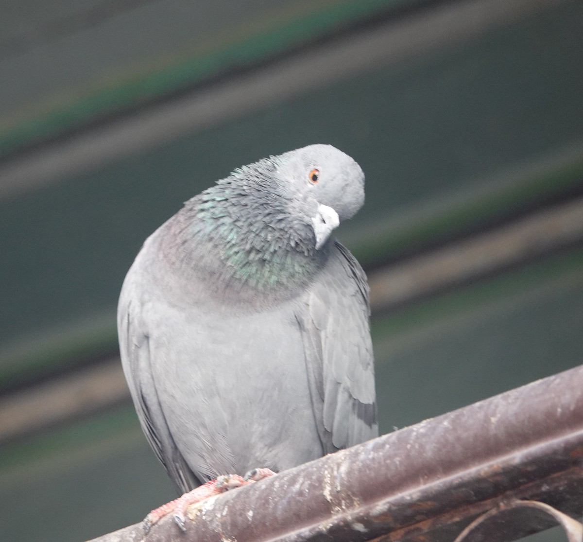 Rock Pigeon (Feral Pigeon) - ML646642029