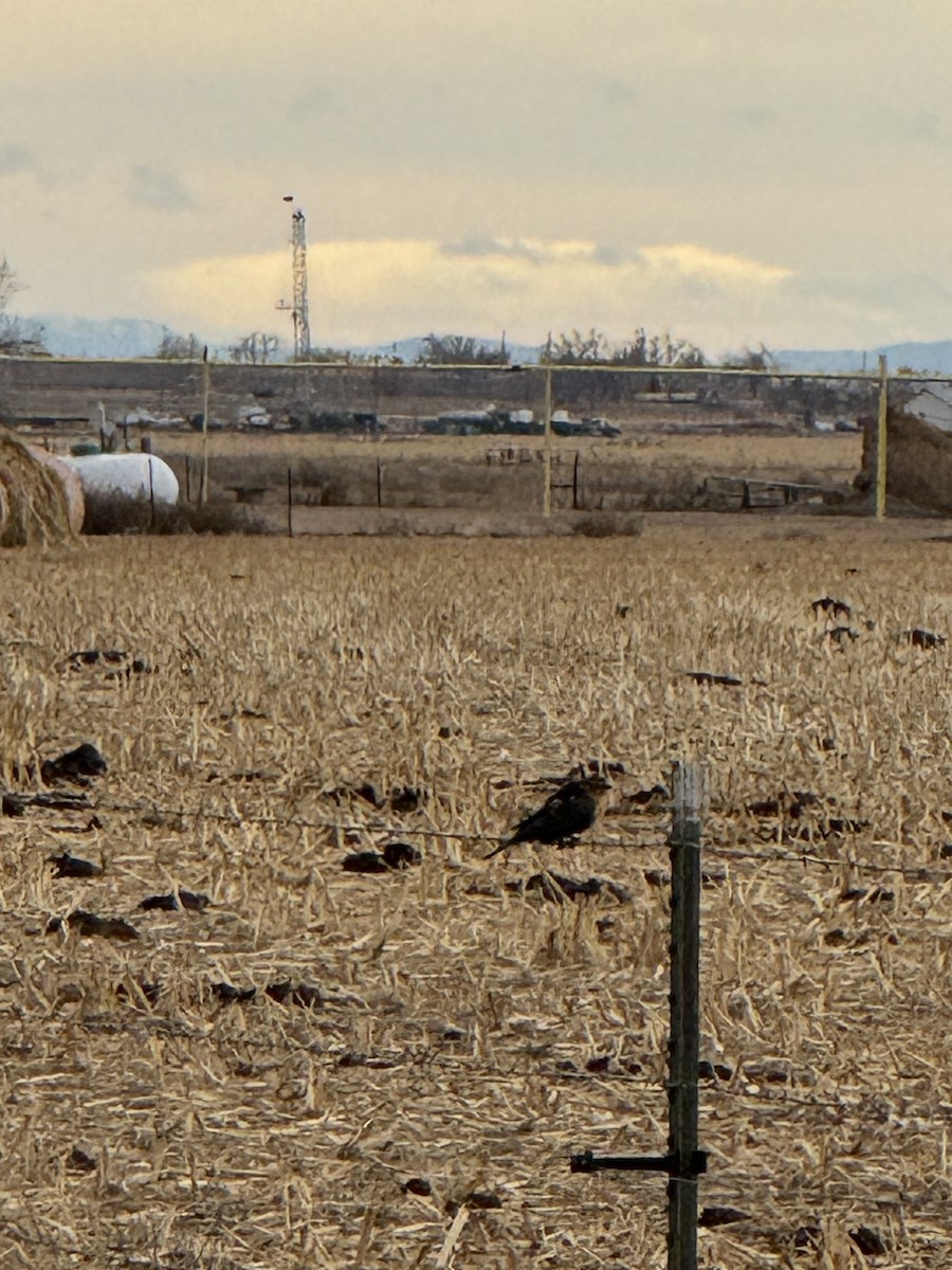 Yellow-headed Blackbird - ML646642032