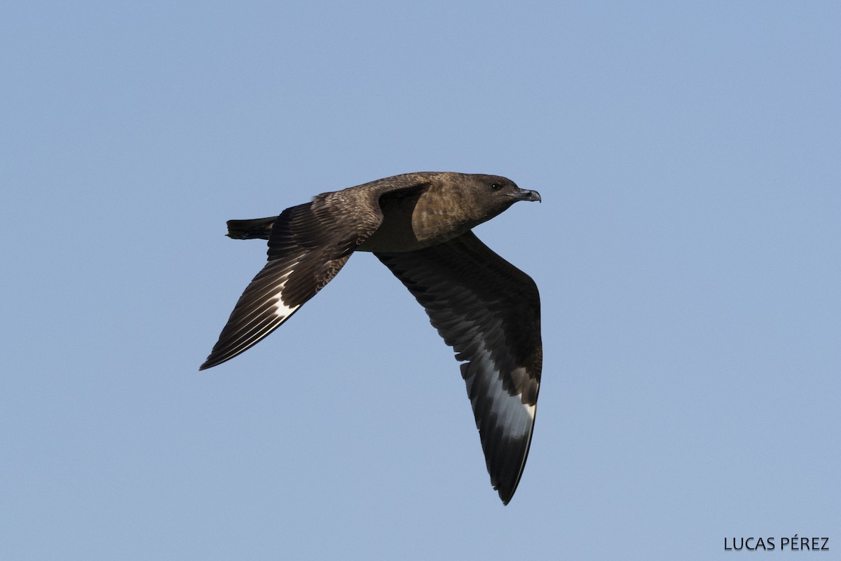 Большой поморник - ML646642033