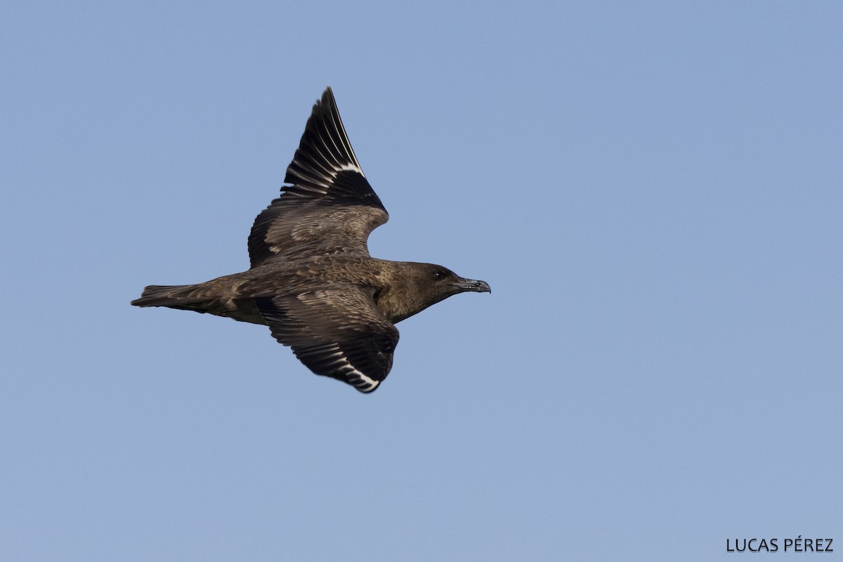 Большой поморник - ML646642034