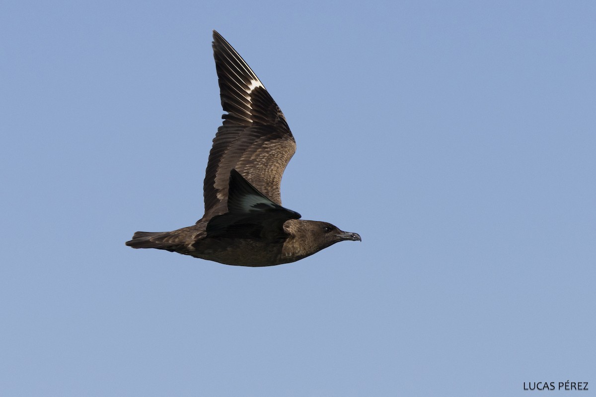 Большой поморник - ML646642035