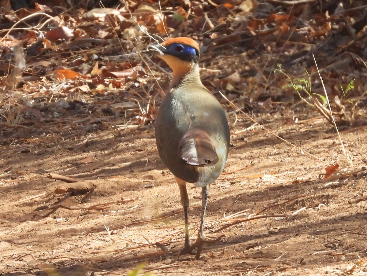 Red-capped Coua - ML646642037