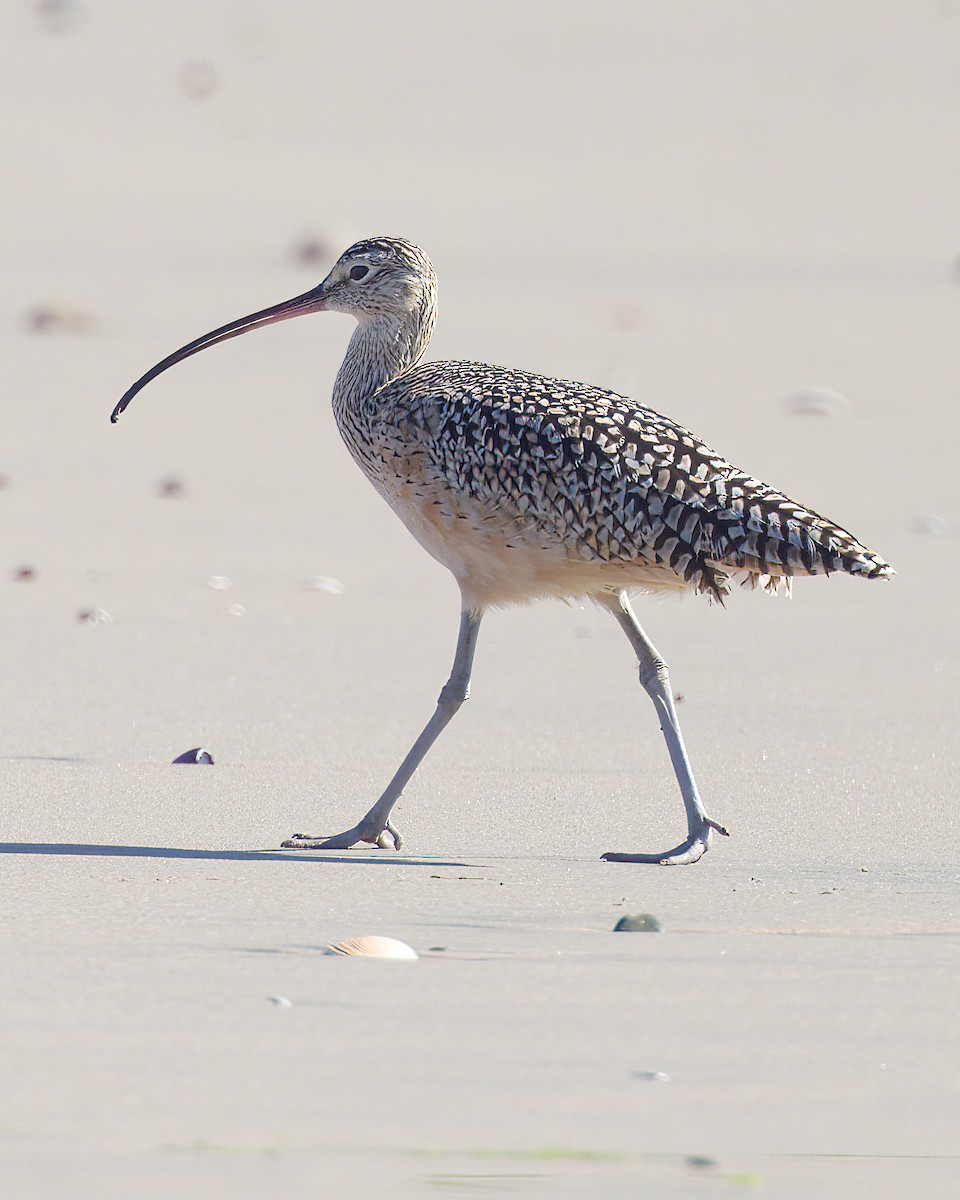 Long-billed Curlew - ML646642038