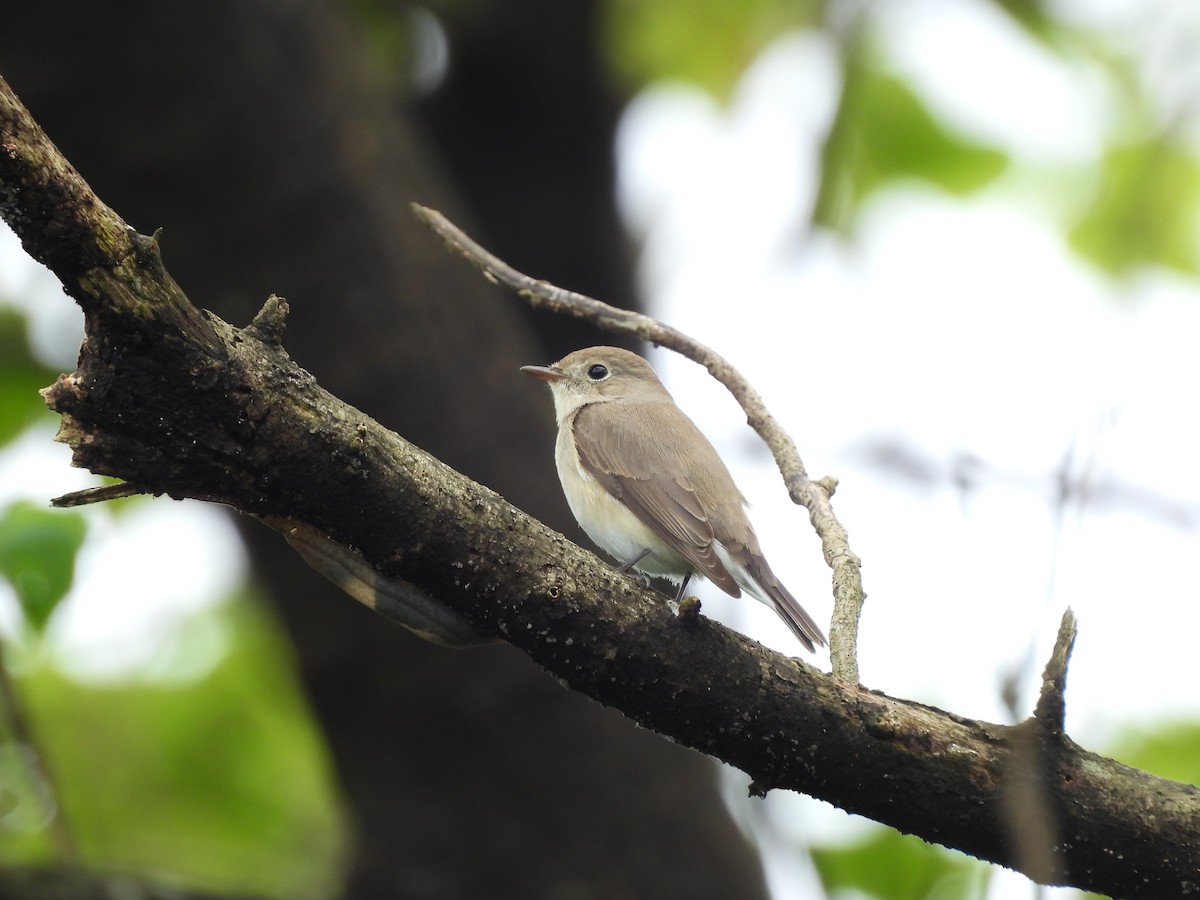 Gobemouche nain - ML646642039