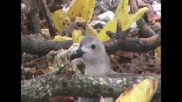 Кермадекский тайфунник - ML646642040