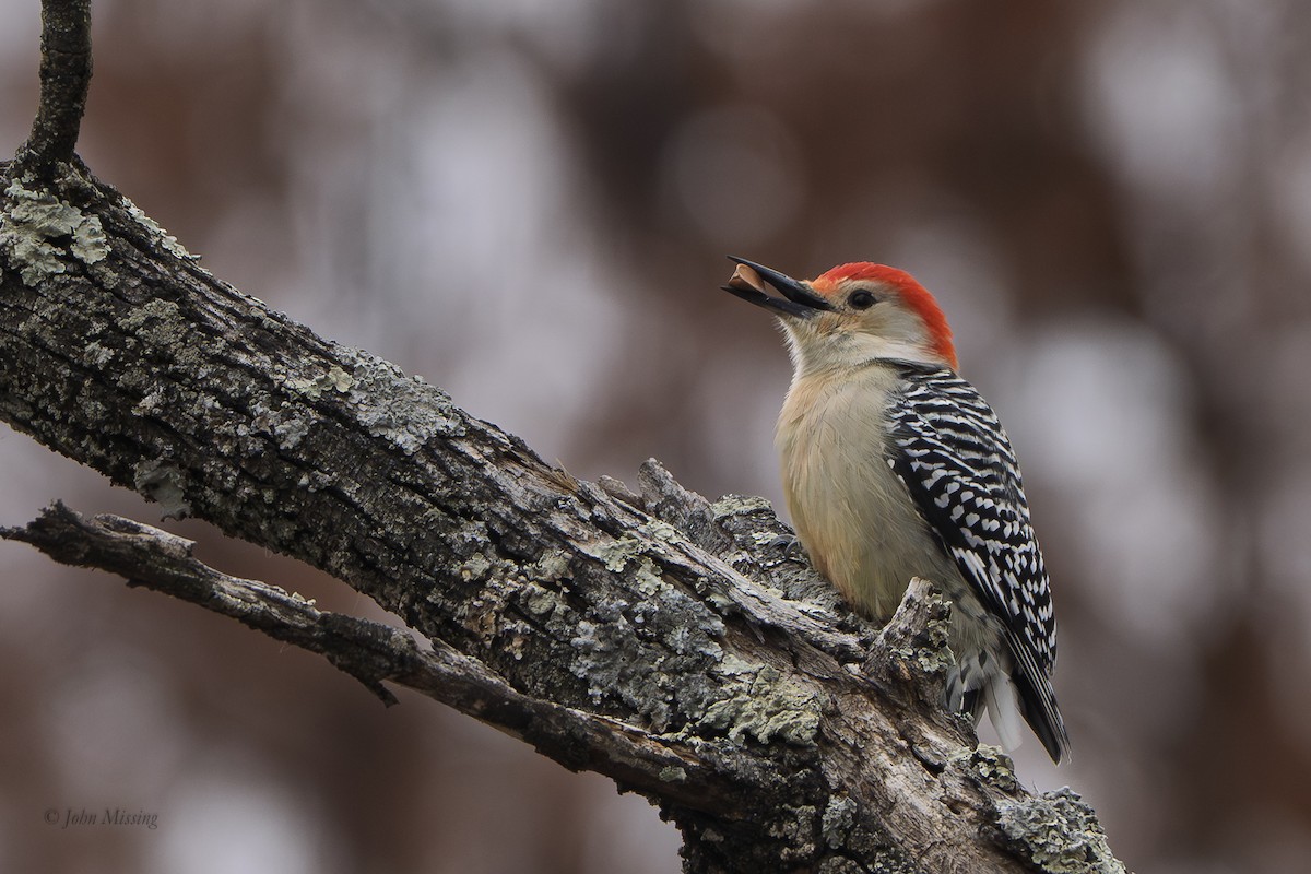 Red-bellied Woodpecker - ML646642041