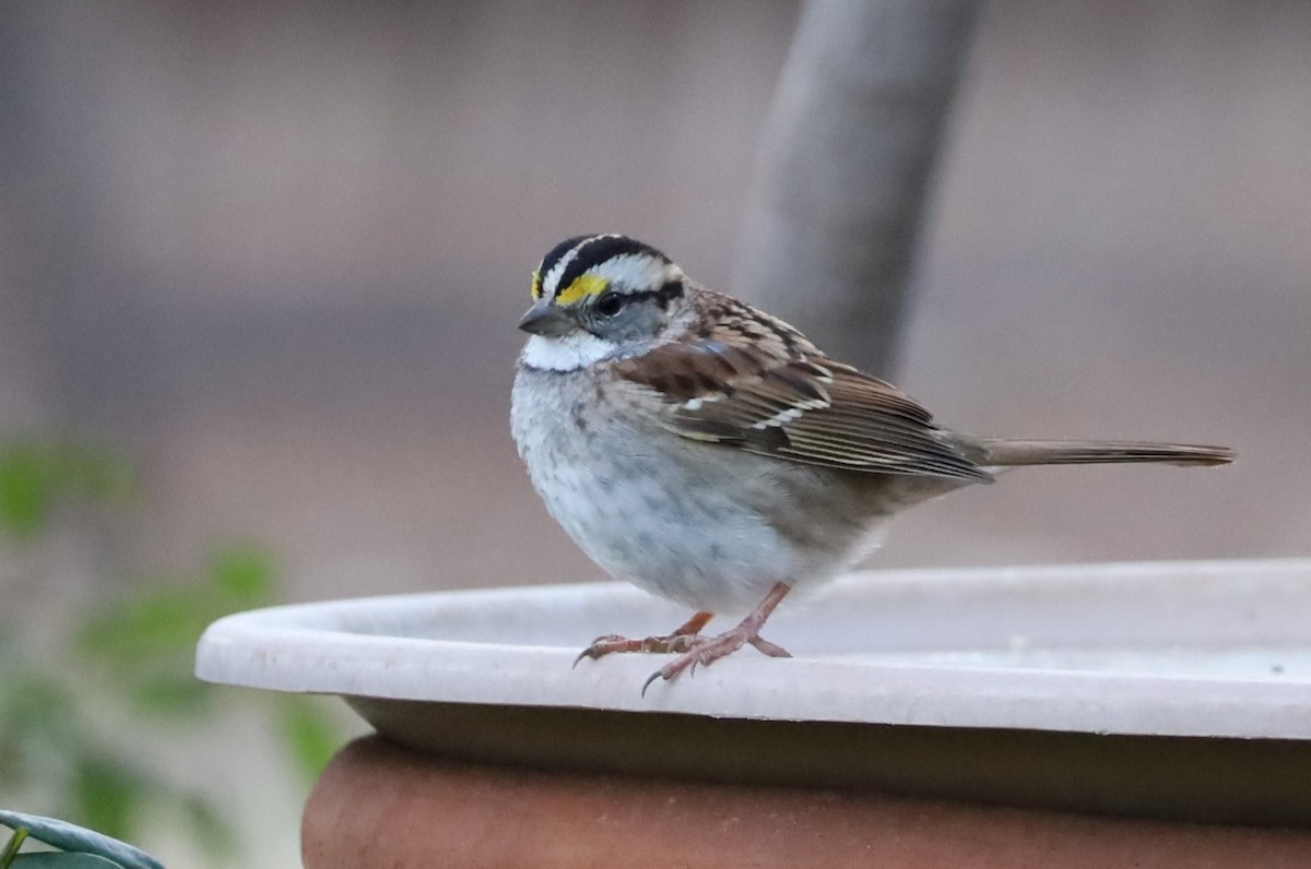 White-throated Sparrow - ML646642042