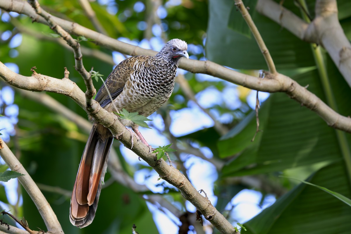 コロンビアヒメシャクケイ - ML646642047