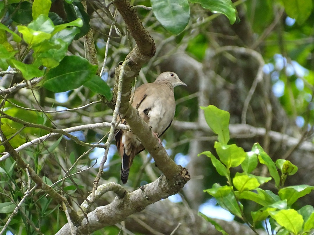 Ruddy Ground Dove - ML646642050