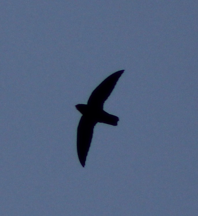 סיס ארובות - ML646642052